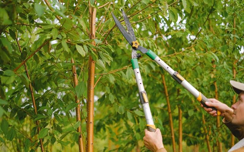 Tree trimming in Catasauqua, PA